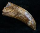 Carcharodontosaurus Tooth - Beastly Dino Tooth #12106-1